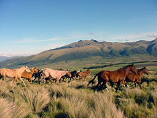 Ecuador-Highlands Riding Tours-Highlands Cattle & Horse Round Up in Ecuador
